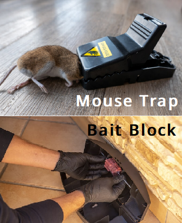 Mouse Trap